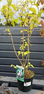 DEUTSIA H. STRAWBERRY FIELD