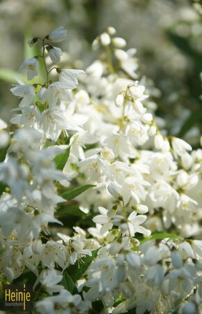 Deutzia gracilis