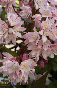 Deutzia rosea 'Yuki Cherry Blossom'
