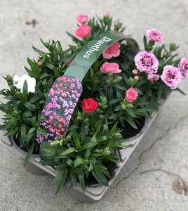 Dianthus 6 Carry Tray 10.5cm - Mixed