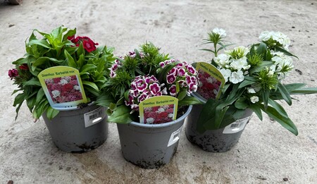 Dianthus Barbarini Mix - image 2