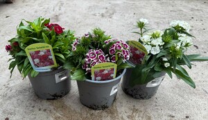 Dianthus Barbarini Mix - image 2