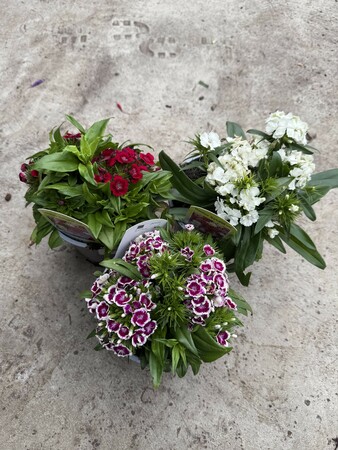 Dianthus Barbarini Mix - image 1