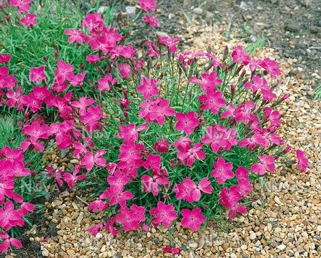 DIANTHUS Beauties Kahori Pink