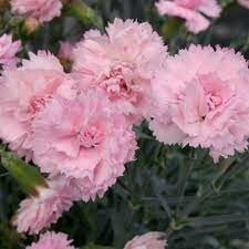 Dianthus 'Candy Floss' ®