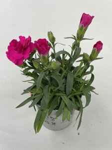 Dianthus car. 'Amy'