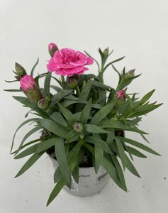 Dianthus car. 'Oscar'