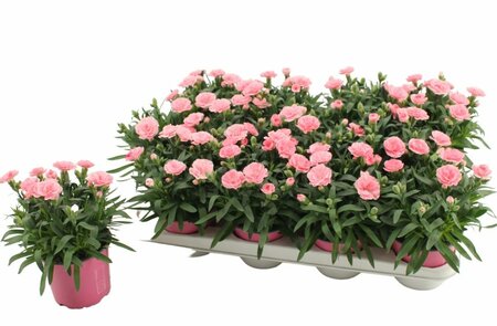 Dianthus car. 'Oscar Light Pink'