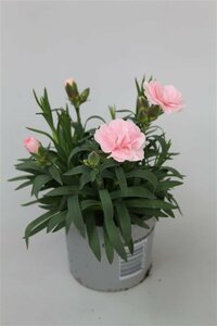 Dianthus car. 'Oscar Light Pink'