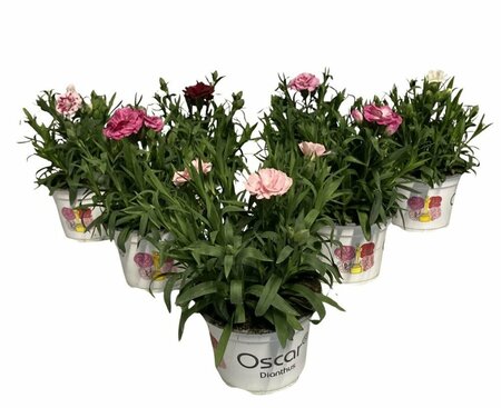 Dianthus car. 'Oscar' mix P10.5
