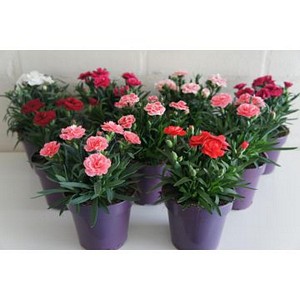 Dianthus car. 'Oscar' mix