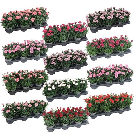 Dianthus car. 'Oscar' mix² P10.5