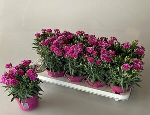 Dianthus car. 'Peman'