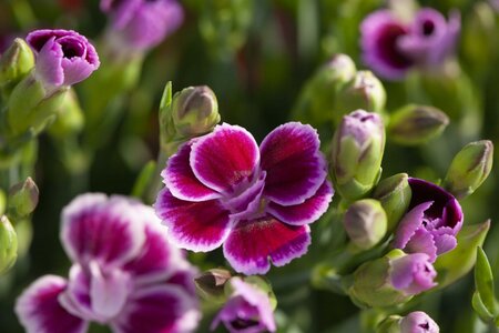 DIANTHUS car. Sel Pink Kisses