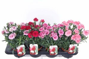 Dianthus caryophyllus mix P13