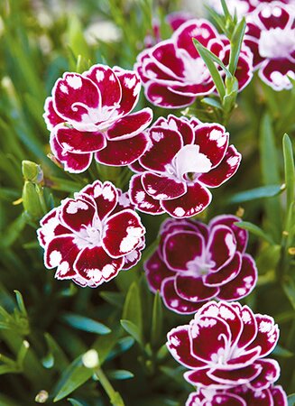 DIANTHUS CHARMY
