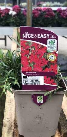 Dianthus delt.'Leuchtfunk'