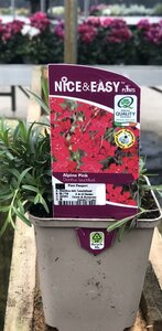 Dianthus delt.'Leuchtfunk'