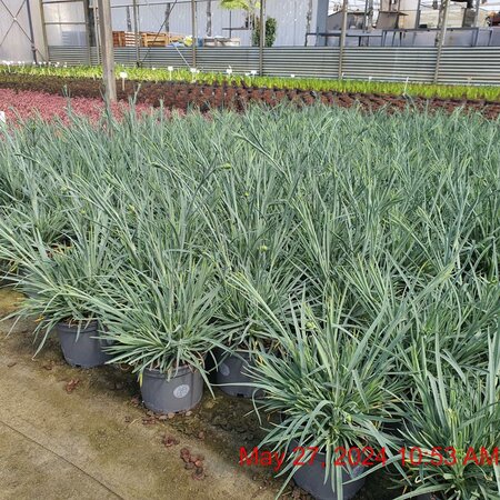 DIANTHUS Doris