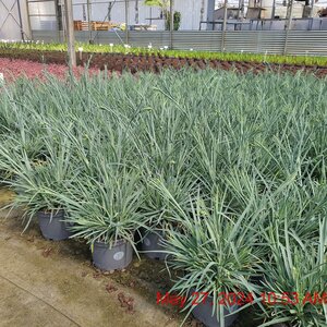 DIANTHUS Doris