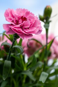 Dianthus 'Emily'