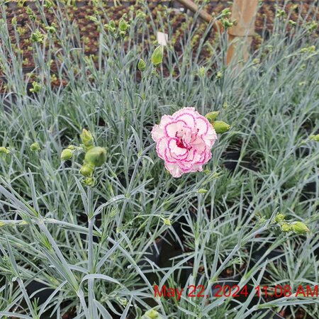 DIANTHUS Grans Favourite