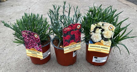 DIANTHUS IN VARIETIES