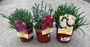 DIANTHUS IN VARIETIES