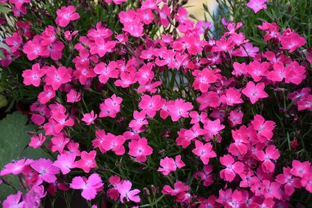 DIANTHUS KAHORI PINK