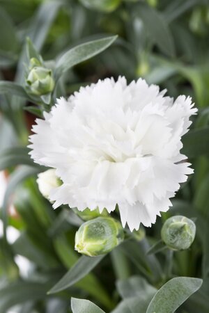 Dianthus 'Memories' ®