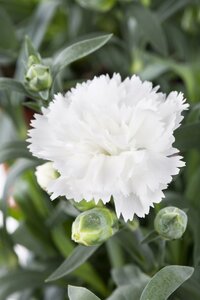 Dianthus 'Memories' ®