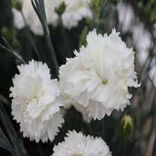 Dianthus 'Memories' ®