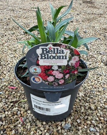 DIANTHUS Menorca Floriane