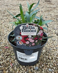 DIANTHUS Menorca Floriane