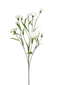 Dianthus mini spray 70cm cream