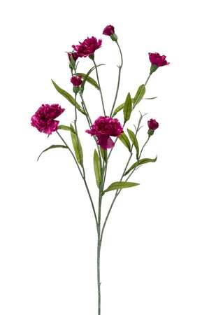 Dianthus mini spray 70cm lt purple