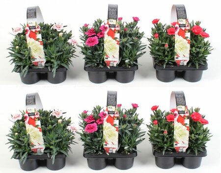 Dianthus mix 4-pack