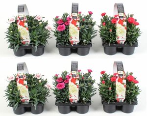 Dianthus mix 4-pack