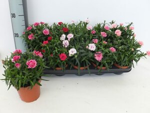 Dianthus mix