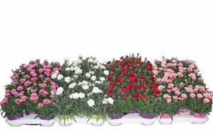 Dianthus mix