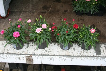 Dianthus  mixed