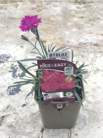 Dianthus 'Neon Star' ®