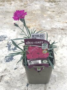 Dianthus 'Neon Star' ®