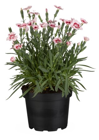 DIANTHUS Peach Party