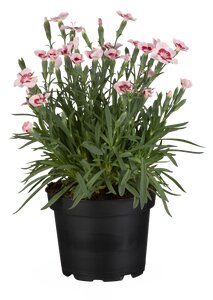 DIANTHUS Peach Party