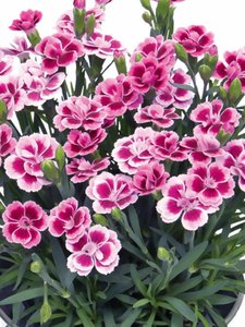 Dianthus 'Pink Kisses'