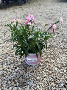 Dianthus 'Pink & Proud' - image 2