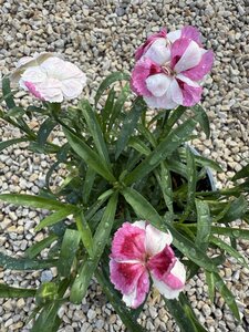 Dianthus 'Pink & Proud' - image 1