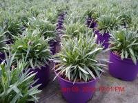 DIANTHUS Purple Wedding