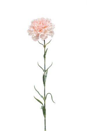 Dianthus spray peach